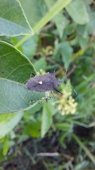 Proxys albopunctulatus