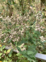 Eupatorium perfoliatum