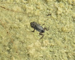 Bufotes viridis viridis