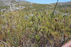 Myrovernix longifolius