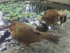 Pomatorhinus musicus