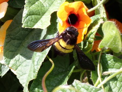 Xylocopa caffra