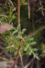 Pelargonium multicaule multicaule