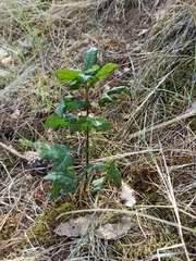 Acer monspessulanum