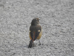 Phoenicurus auroreus