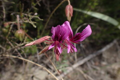 Pelargonium multicaule multicaule