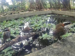 Pomatorhinus musicus