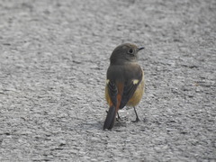 Phoenicurus auroreus