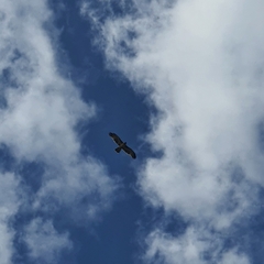 Hieraaetus morphnoides