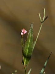 Persicaria dichotoma