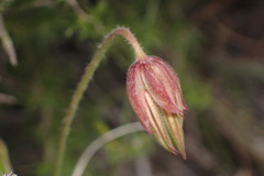 Pelargonium multicaule multicaule