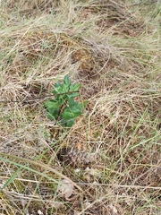 Acer monspessulanum