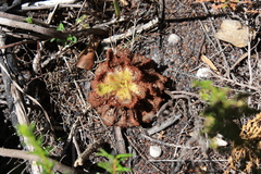 Drosera cuneifolia