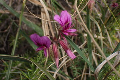 Pelargonium multicaule multicaule