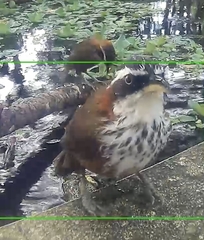 Pomatorhinus musicus