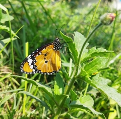 Danaus chrysippus
