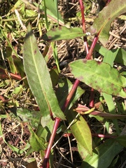 Persicaria dichotoma