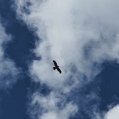 Hieraaetus morphnoides