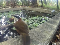 Pomatorhinus musicus