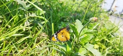 Danaus chrysippus