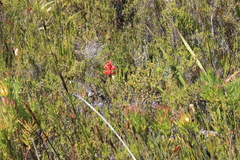 Tritoniopsis triticea