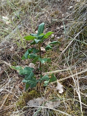 Acer monspessulanum