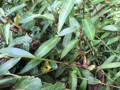 Persicaria dichotoma