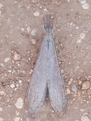 Vella fallax