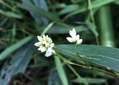 Persicaria dichotoma