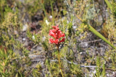 Tritoniopsis triticea