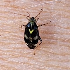 Liocoris tripustulatus
