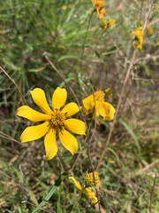 Helianthus porteri