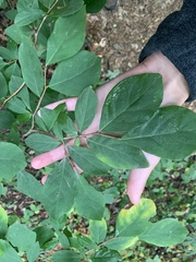 Dirca palustris