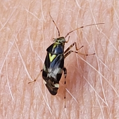 Liocoris tripustulatus