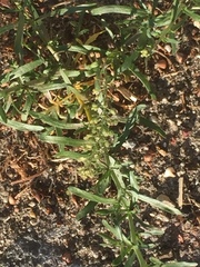 Lepidium ruderale