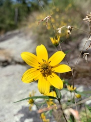 Helianthus porteri