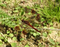 Sympetrum pedemontanum elatum