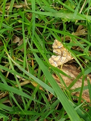 Musotima nitidalis
