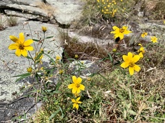 Helianthus porteri