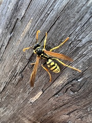 Polistes gallicus