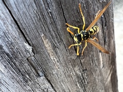 Polistes gallicus