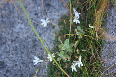 Lobelia pubescens