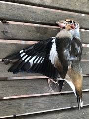 Coccothraustes coccothraustes