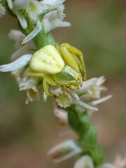 Misumenoides