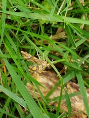 Musotima nitidalis