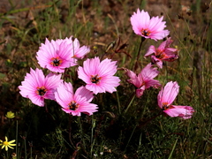 Monsonia speciosa