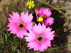 Monsonia speciosa