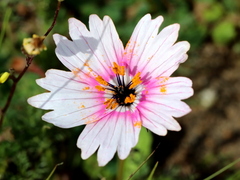 Monsonia speciosa