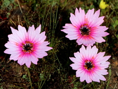 Monsonia speciosa