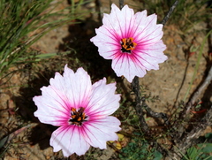 Monsonia speciosa